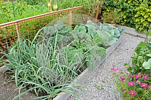Allotment Gardens