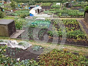 Allotment gardens in Berwick Upon Tweed