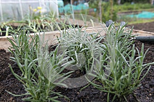 Allotment growing