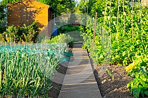 Allotment growing vegetables in community garden vegetable plot