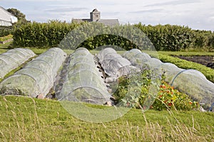 Allotment at Iona Abbey; Scotland