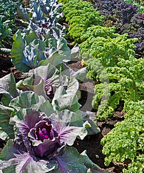 Allotment,rows of vegetables.