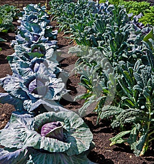 Allotment, vegetable growing