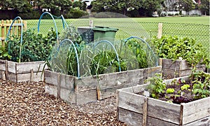 Allotment vegetables