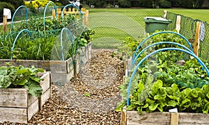 Allotment vegetables