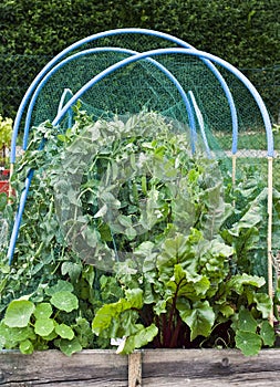 Allotment vegetables