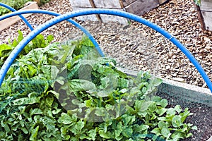 Allotment vegetables
