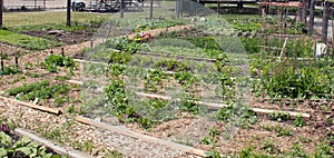 Allotments photo