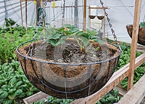 Allotments in a greenhouse with hanging baskets filled with a strawberry plant. photo