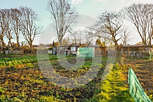 Allotments on a sunny November afternoon photo