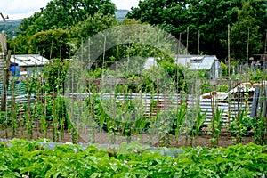 Allotments in UK, vegetable gardens photo