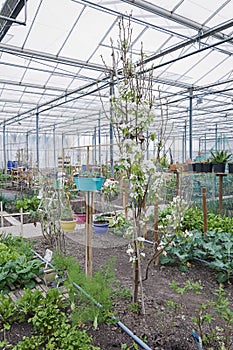 Allotments with vegetables and fruit trees in a greenhouse photo