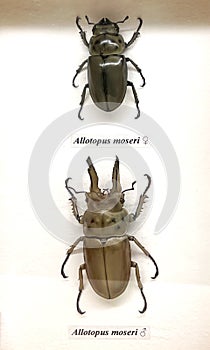 allotopus moser beetle, female and male displayed side by side.