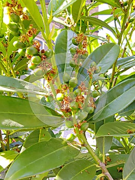 Allspice is cultivated commercially and in private tropical herb gardens.