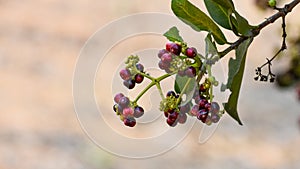 Allspice Pimenta officinalis or Pimenta dioica fruits.