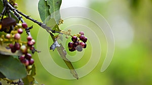 Allspice Pimenta officinalis or Pimenta dioica fruits.