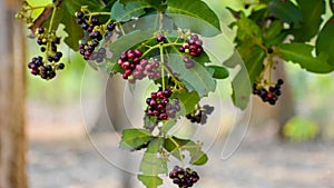 Allspice Pimenta officinalisor Pimenta dioica fruits.