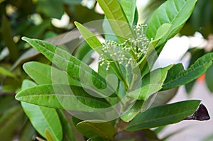 Allspice Tree, Pimenta dioica photo