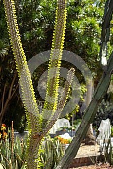 Alluaudia procera plant photo