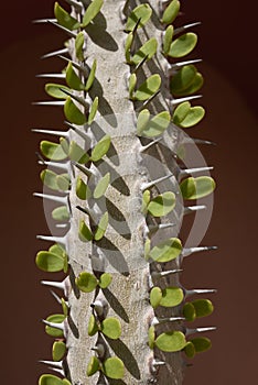 Alluaudia Procera sharp stem close up photo