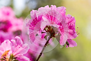 Allure Azaleas