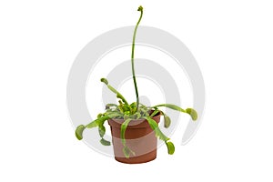 The Allure of a Venus Flytrap Plant with a Flower Spike Isolated on White