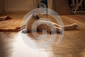 An alluring Birman cat with sealed point coat and striking blue eyes, captured in a moment of rest on the floor