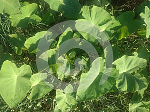 An alluring seasonal snapshot of fresh broad green leaves of taro vegetable roots