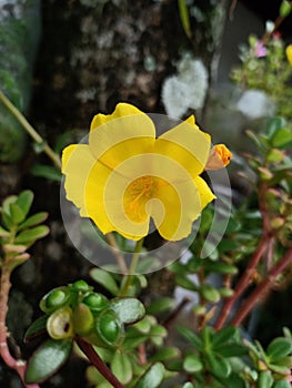 Alluring yellow flowers