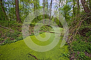 Alluvial forest with oxbow lake, canal pond with the growth of duckweed in South Moravia, Czechia