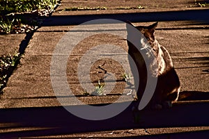 Ally Cat portrait seeking food, Canyon, Texas photo