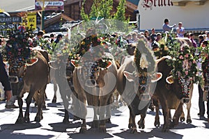 Almabtrieb in Austria