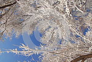 Almaty, Kazakhstan - 12.08.2007 : Bent branches of trees covered with a large layer of snow