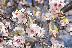 Almendro en flor. Almond tree blooming photo