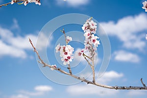 Almendro en flor photo