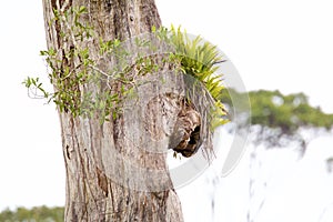 Almendro Tree Trunk  839936 photo