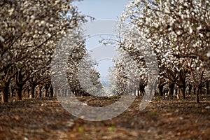 Almendros