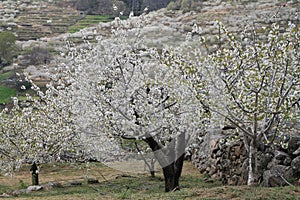 Almendros en flor  Spain
