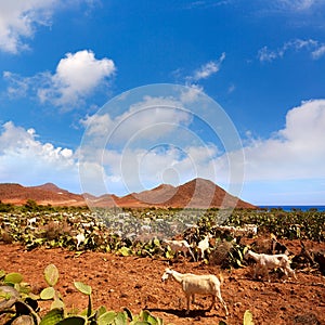 Almeria Cabo de Gata goats in Genoveses beach photo