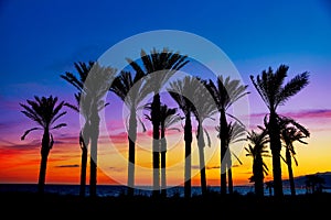 Almeria Cabo de Gata sunset pam trees Retamar photo