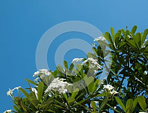 Almeria Franking trees