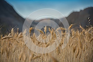 AlmerÃÂ­a Desert photo