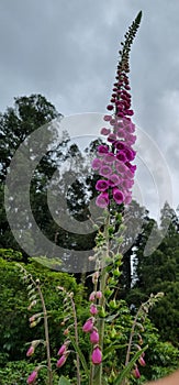 The almighty long foxglove