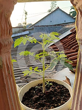 Almighty tomato plant in the fresh morning