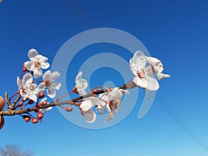 Almond almods tree flower background srping