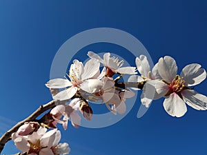 Almond almods tree flower background srping