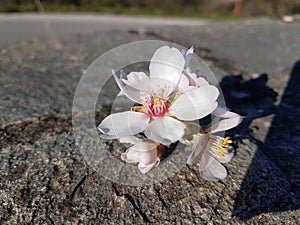 Almond almods tree flower background srping