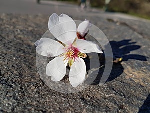 Almond almods tree flower background srping