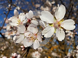 Almond almods tree flower background srping