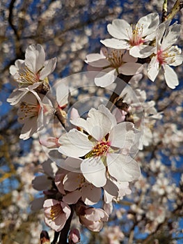 Almond almods tree flower background srping